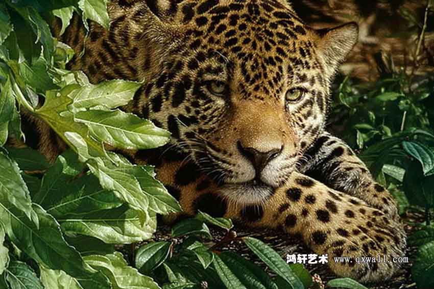 豹子寫實畫